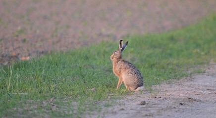 Zając szarak (Lepus europaeus) siedzący czujnie na piaszczystej wiejskiej drodze, dzika przyroda. © Joanna