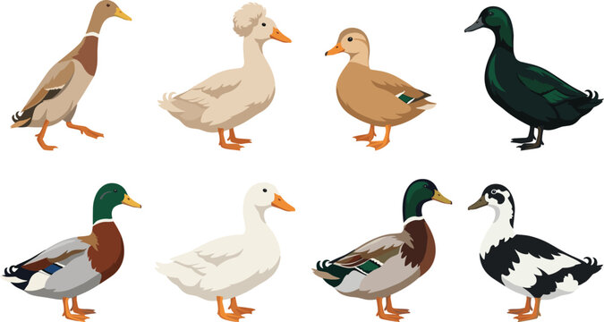 Duck Illustration