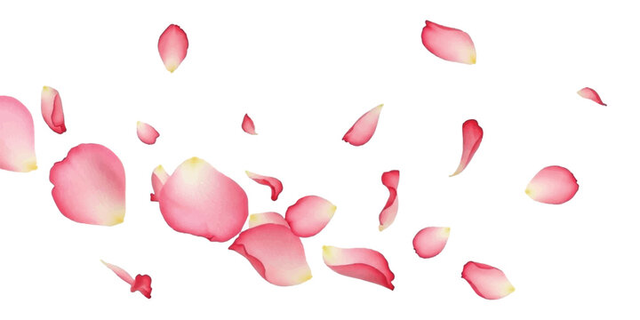 Beautiful pink rose flower petals falling and flying in the air