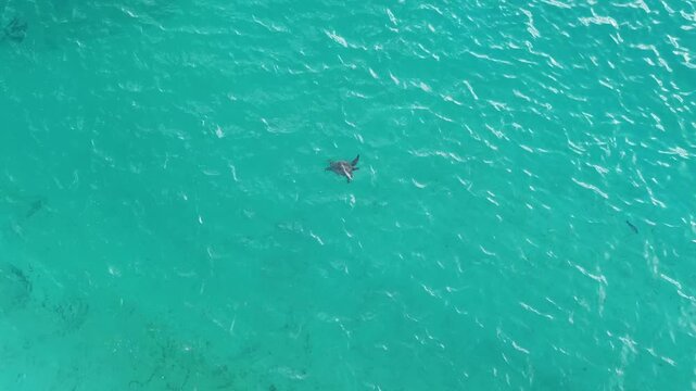 Cook Islands drone.Muri Lagoon, Rarotonga, Cook Islands.Muri beach.Turtle swims in clear water near a reef with fish in the background of a beach