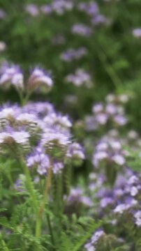 Phacelia field full of bees in summer, blooming flowers, pollination, nature.