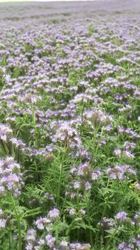 Phacelia field full of bees in summer, blooming flowers, pollination, nature.
