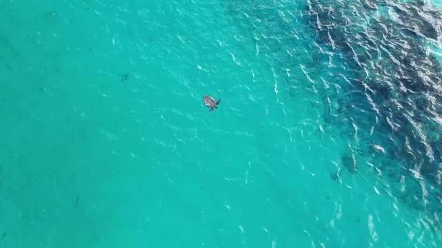 Turtle swims in clear blue water off the coast of a tropical beach during midday.rutaki passage.A drone view of Rarotonga. the capital of the Cook Islands.