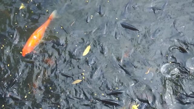 A large group of fish feeding on pellets at the surface of a murky pond