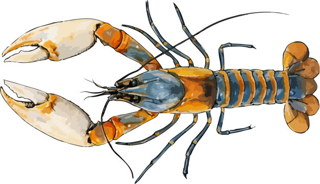 Cherax rayko illustration art