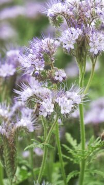 Phacelia field full of bees in summer, blooming flowers, pollination, nature.
