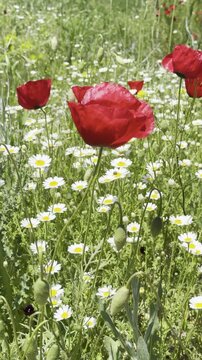 Daisy Garden Close-Up with Slow Motion Petals in a Sunny Meadow Ultra-High Detail Macro, Soft Bokeh, Spring Flower Field, Wind Natural Light (4K)