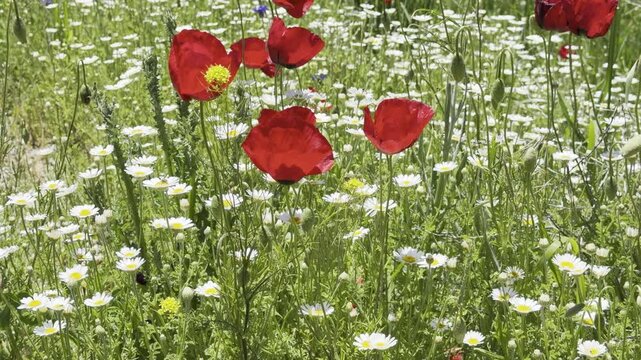 Daisy Garden Close-Up with Slow Motion Petals in a Sunny Meadow Ultra-High Detail Macro, Soft Bokeh, Spring Flower Field, Wind Natural Light (4K)