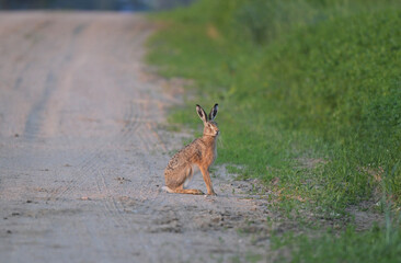 Zając szarak (Lepus europaeus) siedzący czujnie na piaszczystej wiejskiej drodze, dzika przyroda. © Joanna