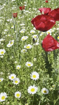 Daisy Garden Close-Up with Slow Motion Petals in a Sunny Meadow Ultra-High Detail Macro, Soft Bokeh, Spring Flower Field, Wind Natural Light (4K)