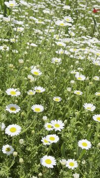 Daisy Garden Close-Up with Slow Motion Petals in a Sunny Meadow Ultra-High Detail Macro, Soft Bokeh, Spring Flower Field, Wind Natural Light (4K)