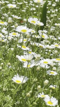 Daisy Garden Close-Up with Slow Motion Petals in a Sunny Meadow Ultra-High Detail Macro, Soft Bokeh, Spring Flower Field, Wind Natural Light (4K)