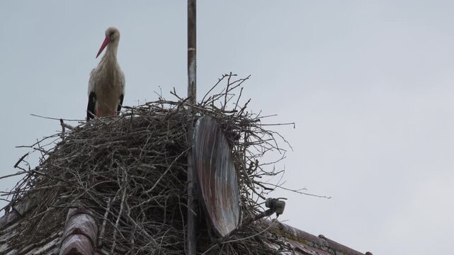 storks in nest on a roof 4K  
