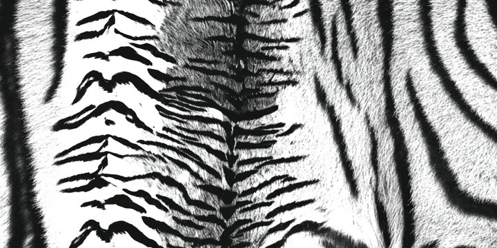 Close up view of black and white tiger stripes fur pattern texture