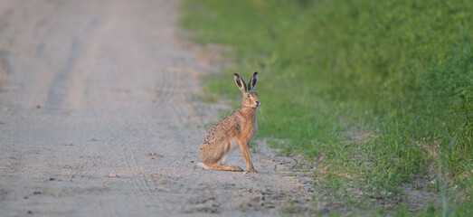 Zając szarak (Lepus europaeus) siedzący czujnie na piaszczystej wiejskiej drodze, dzika przyroda. © Joanna