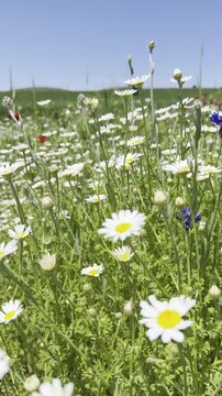 Daisy Garden Close-Up with Slow Motion Petals in a Sunny Meadow Ultra-High Detail Macro, Soft Bokeh, Spring Flower Field, Wind Natural Light (4K)