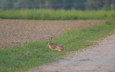 Zając szarak (Lepus europaeus) na skraju miedzy i piaszczystej drogi, wiejski krajobraz z dziką przyrodą. © Joanna