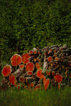 Freshly cut logs stacked in a lush green forest clearing, showcasing vibrant orange wood grain on the cross-sections.