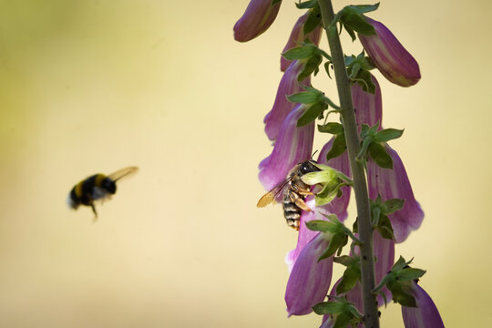 Close-up of a bee collecting nectar from delicate purple foxglove (digitalis) flowers, with another bee softly blurred in the background. The image captures a natural pollination moment in warm light.