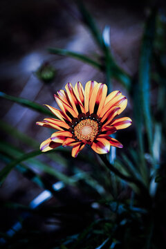 Close-up of a vibrant orange and yellow gazania flower in bloom, featuring striking dark accents near the center.