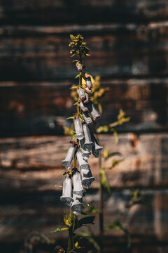 Close-up of delicate bell-shaped foxglove flowers (Digitalis) growing in natural light against a rustic wooden background. 