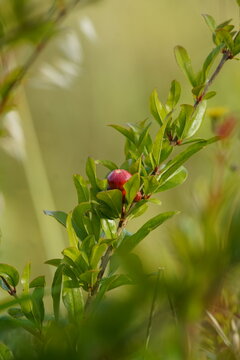 Close-up of a pomegranate branch with a small red fruit nestled among glossy green leaves, captured in warm natural light. The shallow depth of field creates a soft, blurred background / highlighting.