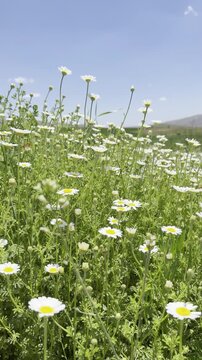 Daisy Garden Close-Up with Slow Motion Petals in a Sunny Meadow Ultra-High Detail Macro, Soft Bokeh, Spring Flower Field, Wind Natural Light (4K)