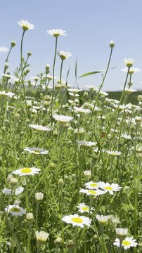 Daisy Garden Close-Up with Slow Motion Petals in a Sunny Meadow Ultra-High Detail Macro, Soft Bokeh, Spring Flower Field, Wind Natural Light (4K)