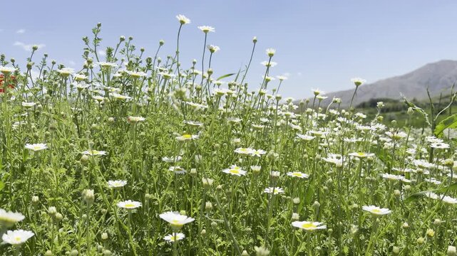 Daisy Garden Close-Up with Slow Motion Petals in a Sunny Meadow Ultra-High Detail Macro, Soft Bokeh, Spring Flower Field, Wind Natural Light (4K)