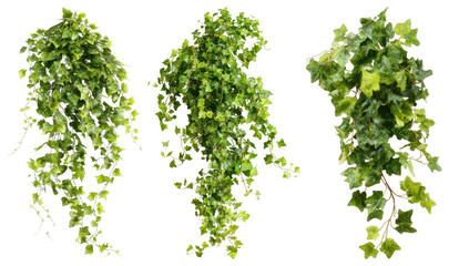 Obraz premium PNG Lush cascading green ivy foliage on transparent background