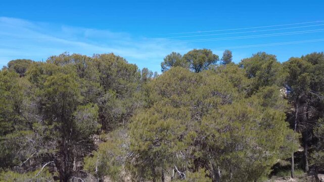 Aerial view flying over forest revealing solar panels farm