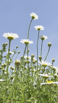 Daisy Garden Close-Up with Slow Motion Petals in a Sunny Meadow Ultra-High Detail Macro, Soft Bokeh, Spring Flower Field, Wind Natural Light (4K)