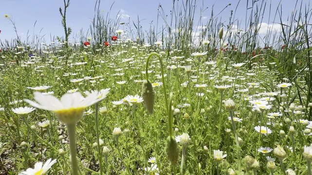 Daisy Garden Close-Up with Slow Motion Petals in a Sunny Meadow Ultra-High Detail Macro, Soft Bokeh, Spring Flower Field, Wind Natural Light (4K)