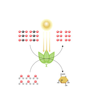 Photosynthesis process, photosynthesis equation formula, Biology Education. Calvin cycle. Vector illustration.	