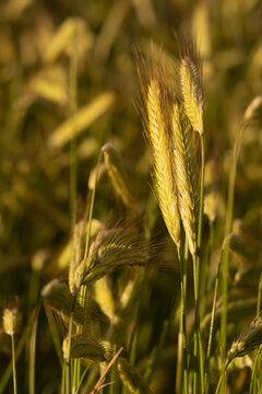 Vertical close-up of a small group of golden rye ears ripening in the field. Sunlit cereal stalks before harvest during golden hour with warm background.