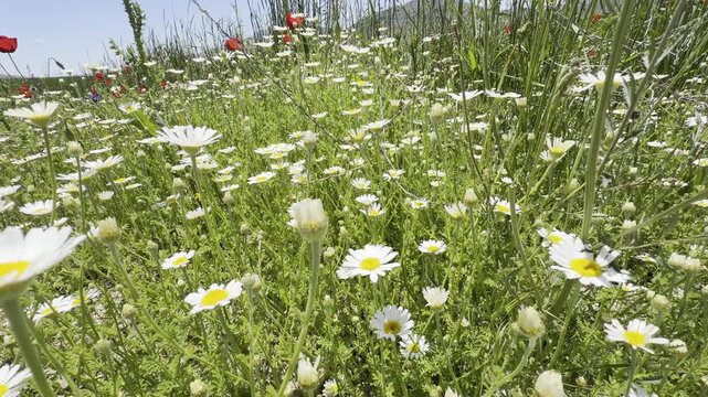 Daisy Garden Close-Up with Slow Motion Petals in a Sunny Meadow Ultra-High Detail Macro, Soft Bokeh, Spring Flower Field, Wind Natural Light (4K)
