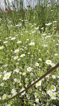 Daisy Garden Close-Up with Slow Motion Petals in a Sunny Meadow Ultra-High Detail Macro, Soft Bokeh, Spring Flower Field, Wind Natural Light (4K)