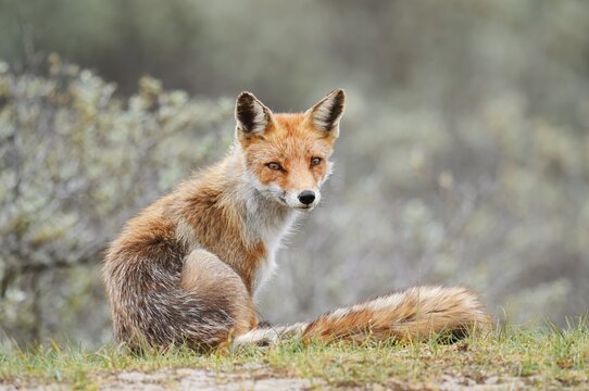 Red fox (Vulpes vulpes), North Holland, Netherlands