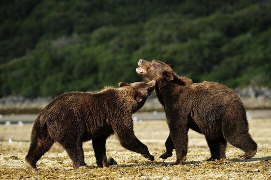 Two Brown Bears (Ursus arctos) play-fighting with each other, Katmai National Park, Alaska