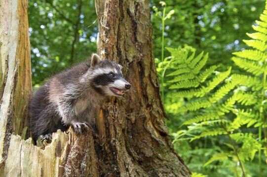 Young raccoon (Procyon lotor) on a discovery tour, Steinhagen, North Rhine-Westphalia, Germany
