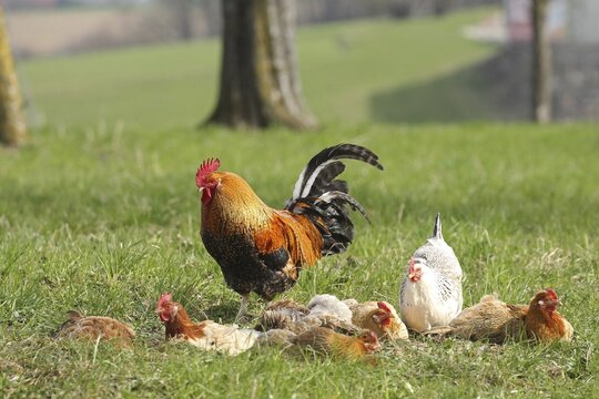 Domestic chicken (Gallus gallus domesticus) organic farming, free-range chickens and rooster sandbathing in the meadow, Lower Austria, Austria, Lower Austria, Austria