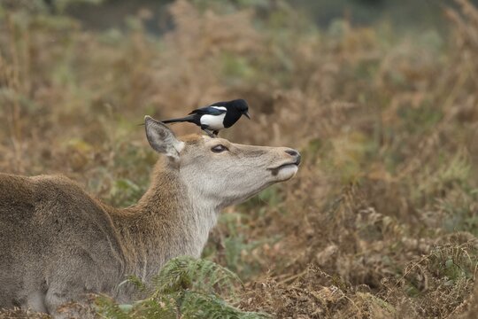 Red deer (Cervus elaphus) adult female animal with a Magpie (Pica pica) bird perched on its head, England, United Kingdom