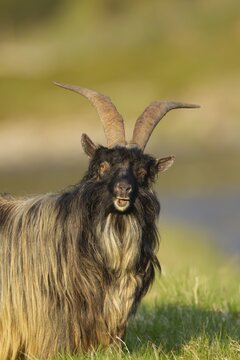 Wild or Feral goat (Capra aegagrus hircus) adult animal in mountain grassland in summer, Scotland, United Kingdom