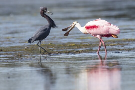Roseate Spoonbill (Ajaia ajaja) and Little Blue Heron (Egretta caerulea) in the water, Sanibel Island, Florida, USA