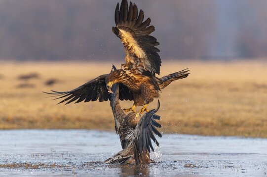Two young white-tailed eagles (Haliaeetus albicilla) fighting for prey in flight, winter, Kutno, Poland