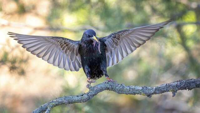 Starling (Sturnus vulgaris), also known as Common starling, flying, approaching, with food for the young birds, worm as food for the young, foraging, breeding, Middle Elbe River Landscape, Middle Elbe Biosphere Reserve, Saxony-Anhalt, Germany