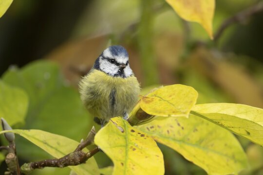 Blue tit (Cyanistes caeruleus) adult garden bird on a magnolia tree branch with autumn colour leaves, England, United Kingdom