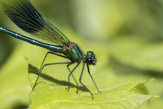 Banded demoiselle damselfly (Calopteryx splendens) adult male insect resting on a plant leaf in summer, England, United Kingdom