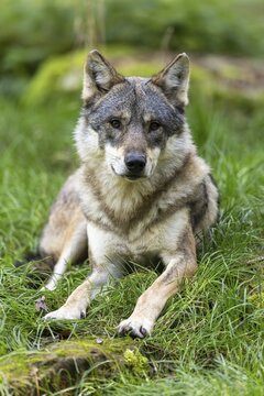 European gray wolf (Canis lupus) animal portrait