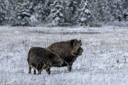 The wild boar (Sus scrofa) poses imposingly next to the wild boar, while the latter assumes a humble posture, pheromones, odour, impress, winter, snow, cold, intoxication, mating season, November, Denmark